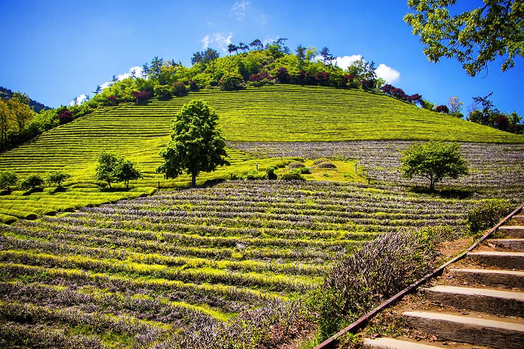 Vẻ đẹp bình dị của Boseong